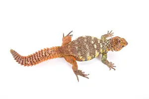 Cites Prints: South Arabian Spiny-tailed Lizard (Uromastyx yemenensis)