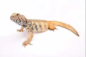 Cites Prints: South Arabian Spiny-tailed Lizard (Uromastyx yemenensis)