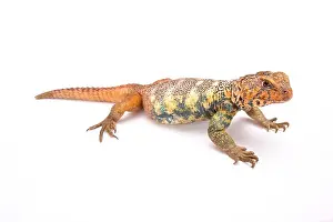 Cites Prints: South Arabian Spiny-tailed Lizard (Uromastyx yemenensis) Yemen