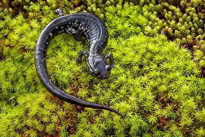 Salamander Prints: South Carolina Slimy Salamander on moss