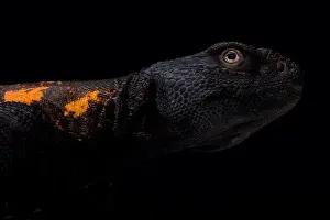 Agama Prints: South Sahara spiny-tailed lizard (Uromastyx flavifasciata)
