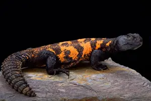 South Saharan spiny-tailed lizard (Uromastyx flavifasciata)
