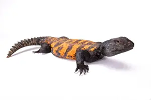 Spiny Tailed Prints: South Saharan spiny-tailed lizard (Uromastyx flavifasciata)