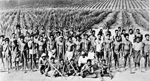 South Sea islander (a.k.a. Kanaka) labourers on a Queensland pineapple plantation, 1890s. circa 1890's 1104 Nla pic-an24494586 south sea islanders