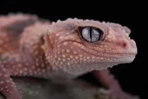 Knobtail Gecko Prints: Southern banded gecko (Nephrurus wheelers wheeleri)