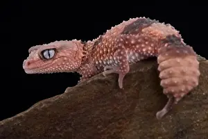 Knob Tailed Gecko Prints: Southern banded knob-tailed gecko (Nephrururs wheeleri wheeleri)