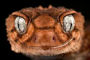 Western Australia Prints: southern banded knob-tailed gecko (Nephrurus wheeleri)