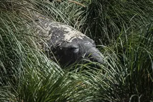 Falklands Prints: Southern elephant seal (Mirounga leonina) resting in Tussac grass
