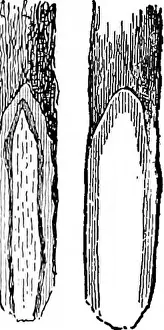 Pathology Prints: Southern field crops (exclusive of forage plants)