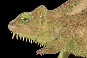 Sideview Prints: Southern four-horned chameleon Trioceros quadricornis) female