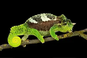 Southern four-horned chameleon (Trioceros quadricornis) male