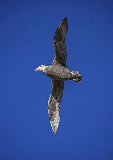 South Atlantic Prints: Southern Giant Petrel (Macronectes giganteus)