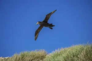 South Atlantic Prints: Southern Giant Petrel (Macronectes giganteus)