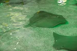 Stingray Prints: Southern gray stingray in a petting stingray tank