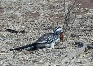 Dry Season Prints: Southern red-billed hornbill, Mopanetoko