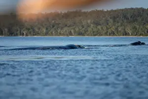 Cetacean Prints: Southern right whale with baby calf in tasmania australia in spring