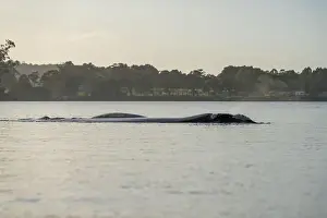 Cetacean Prints: Southern right whale with baby calf in tasmania australia in spring