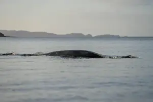 Cetacean Prints: Southern right whale with baby calf in tasmania australia in spring