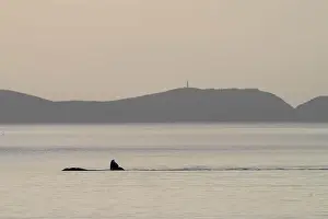 Cetacean Prints: Southern right whale with baby calf in tasmania australia in spring