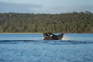 Cetacean Prints: Southern right whale with baby calf in tasmania australia in spring