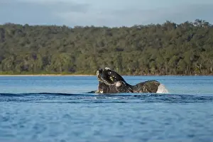 Cetacean Prints: Southern right whale with baby calf in tasmania australia in spring