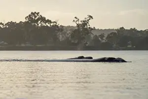 Cetacean Prints: Southern right whale with baby calf in tasmania australia in spring