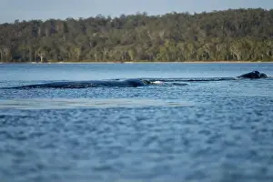Cetacean Prints: Southern right whale with baby calf in tasmania australia in spring