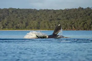 Cetacean Prints: Southern right whale with baby calf in tasmania australia in spring