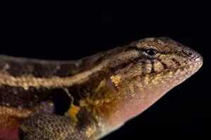 Sceloporus Prints: Southern rosebelly lizard (Sceloporus variabilis olloporus)
