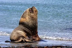Pinniped Prints: Southern Sea lion beach master