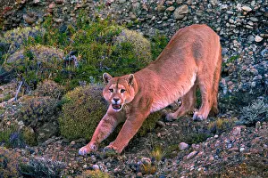 Boulders Prints: Southern South American cougar