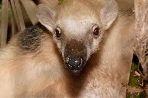 Arboreal Prints: Southern Tamandua or Collared Anteater (Tamandua tetradactyla) Close Up
