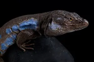 Island Endemic Prints: Southern Tenerife lizard (Gallotia galloti galloti)