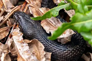 Colubridae Prints: Southern Watersnake (Nerodia fasciata) - Wakodahatchee Wetlands
