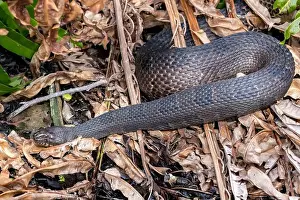 Colubridae Prints: Southern Watersnake (Nerodia fasciata) - Wakodahatchee Wetlands