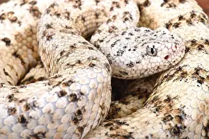 Southwestern Prints: Southwestern speckled rattlesnake (Crotalus mitchelli pyrrhus)