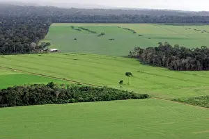 Deforestation Prints: Soy plantation encroaches on a surviving strip of Amazon rainforest driving deforestation that fragments habitat