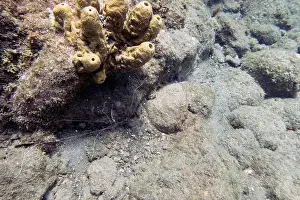 Attached Prints: A Spaghetti Worm (Terebellida sp.) in Roseau, Dominica