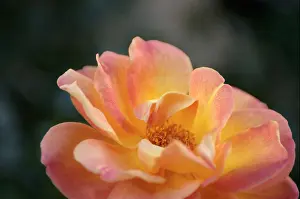 Spanien Prints: Spain Granada Rose