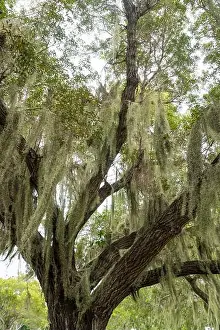 Enchanting Prints: Some Spanish Moss Hanging from Trees in the Everglades National Park, Florida, USA