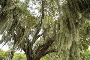 Enchanting Prints: Some Spanish Moss Hanging from Trees in the Everglades National Park, Florida, USA