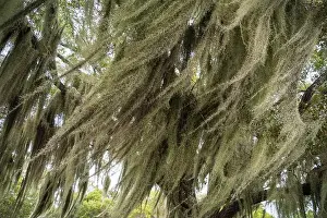 Enchanting Prints: Some Spanish Moss Hanging from Trees in the Everglades National Park, Florida, USA