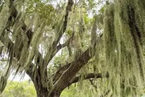 Enchanting Prints: Some Spanish Moss Hanging from Trees in the Everglades National Park, Florida, USA