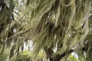 Enchanting Prints: Some Spanish Moss Hanging from Trees in the Everglades National Park, Florida, USA