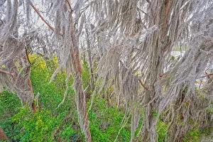 Dormant Prints: Spanish Moss High in Dormant Trees in the Okefenokee National Wildlife Refuge in Georgia