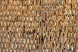 Blades Prints: Spanish threshing board. Detail of stone cutting flints. Selective focus