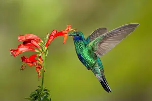 Trochilidae Prints: Sparkling Violetear, Colibri coruscans