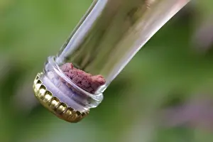 Producing Prints: Sparkling wine production - yeast collected in the neck of the bottle after riddling