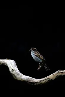 Dark Background Prints: Sparrow in flight above centre of isolated wooden branch against dark background simplistic style with design space