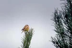 Finch Prints: a sparrow sitting on a pine branch